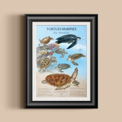 Affiche pédagogique Les tortues marines