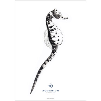 Affiche Hippocampe à gros ventre