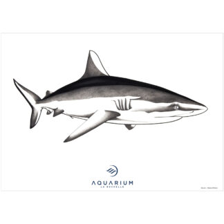 Affiche Requin gris de récif