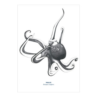 Carte A5 Poulpe noir & blanc