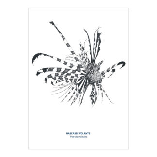 Carte A5 Rascasse noir & blanc