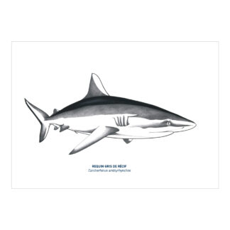 Carte A5 Requin noir & blanc