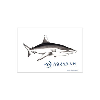 Magnet rectangulaire aquarium Requin