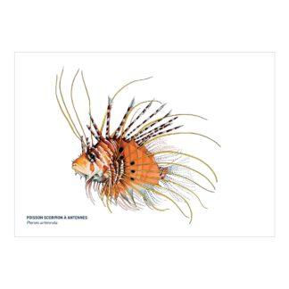 Carte A5 Poisson scorpion