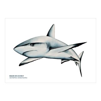 Carte A5 Requin gris de récif