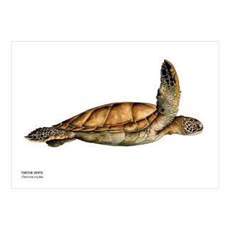Carte A5 Tortue verte