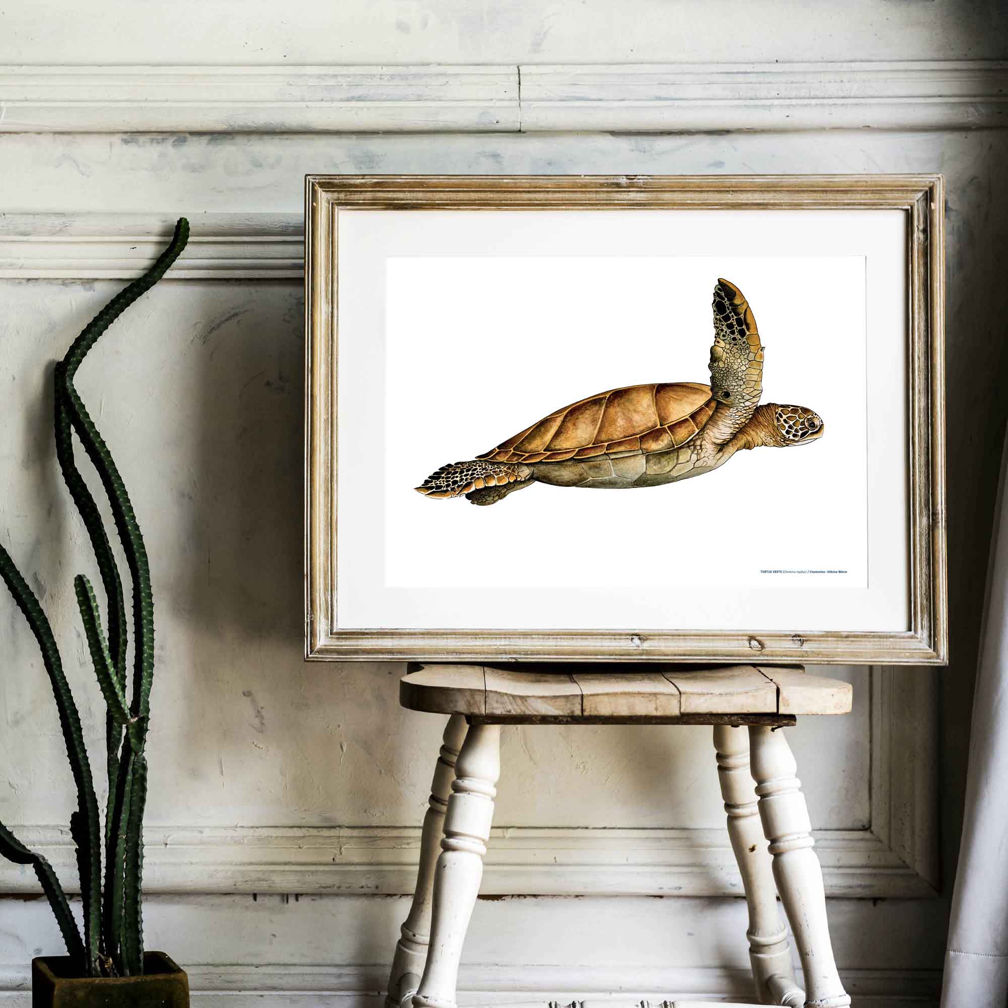 Affiche tortue couleur Aquarium La Rochelle 2026
